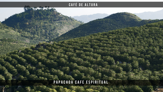 ¿Qué hace único al café de altura? La ciencia detrás del sabor