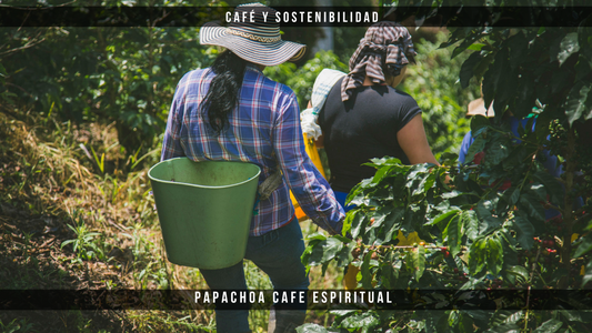 Café y sostenibilidad: Cómo tus decisiones apoyan el cambio