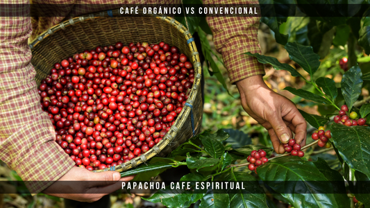 Café orgánico vs. convencional: ¿Qué diferencia hace en tu salud y el medio ambiente?