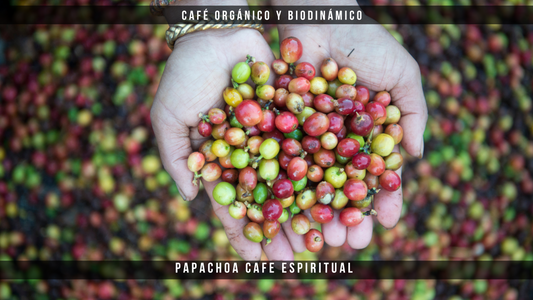 Descubre el poder de un buen café: Haz de Papachoa parte de tu rutina