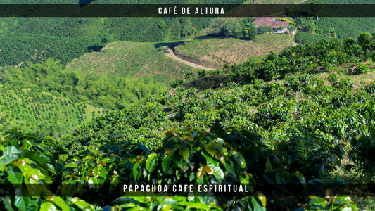 Café de altura: ¿Por qué los mejores cafés del mundo se cultivan en las montañas?