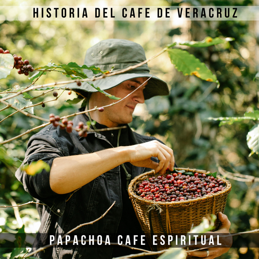 Historia del café de Veracruz: tradición y sabor