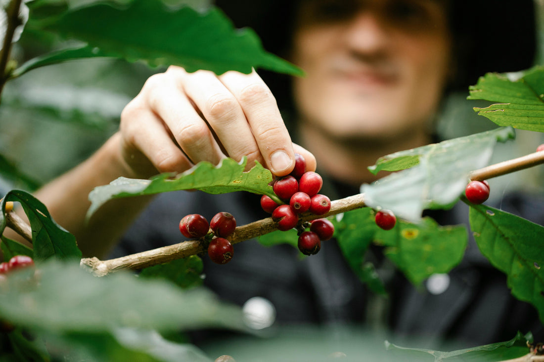 ¿Qué es el café de altura?